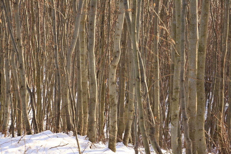Młodnik bukowy to czas silnej konkurencji między drzewami (Fot. J. Kuczyńska)
