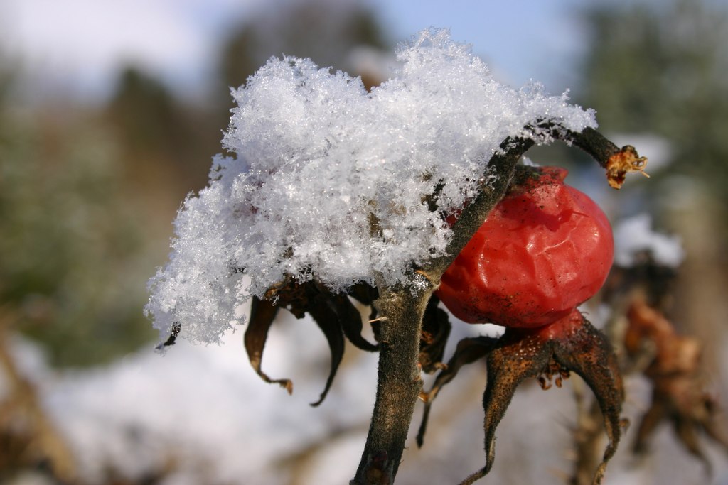 Owoc róży pomarszczonej (Fot. J. Kuczyńska)
