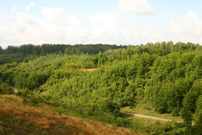 Łany odnowień naturalnych buka (Fot. J. Kuczyńska)