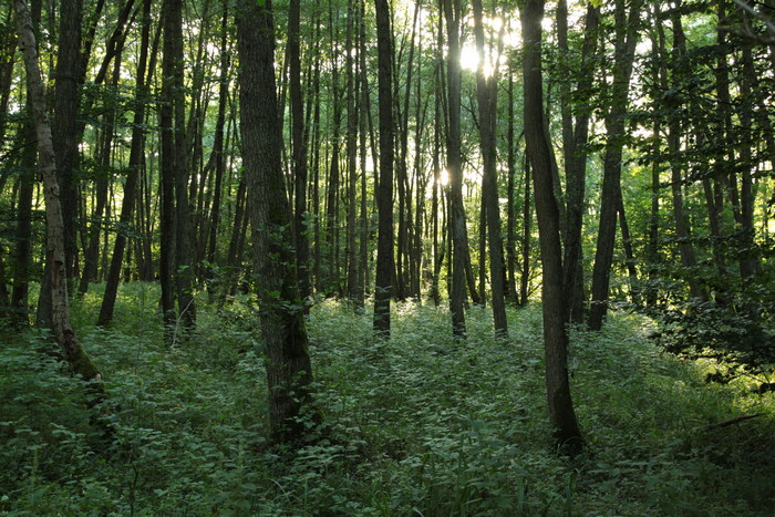 W lesie łęgowym (Fot. J. Kuczyńska)