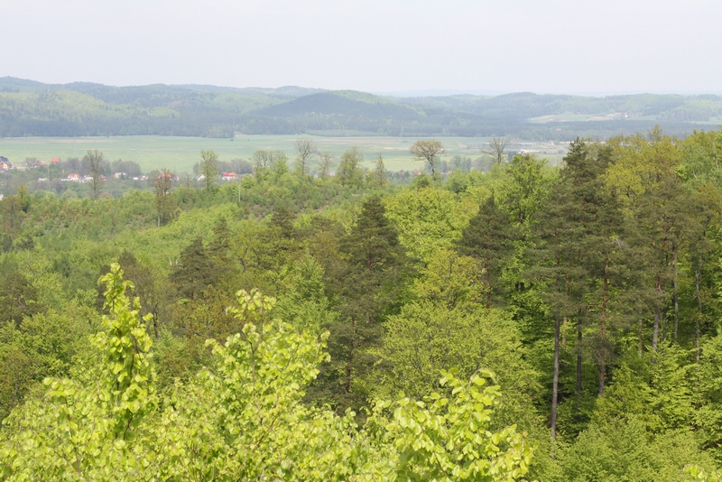 Przyszłość naszych lasów to drzewostany wielogatunkowe i różnowiekowe (Fot. J. Kuczyńska)
