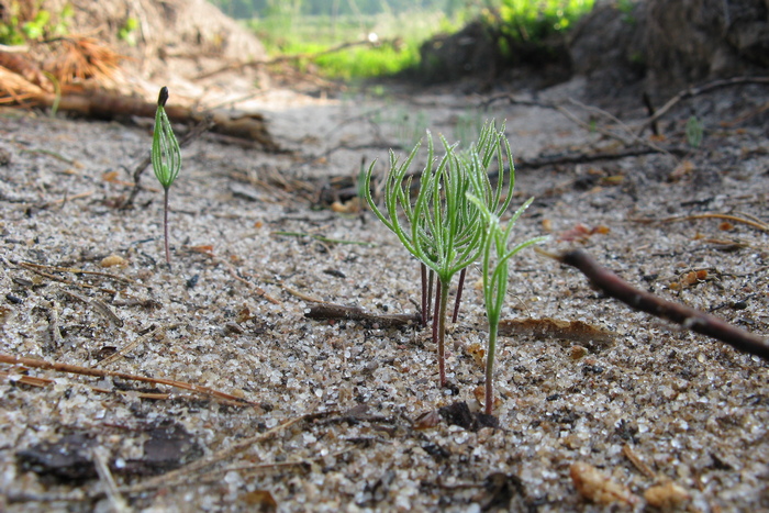 Siewki sosny najczęściej pojawiają się na nagiej, niezadarnionej glebie (Fot. J. Kuczyńska)