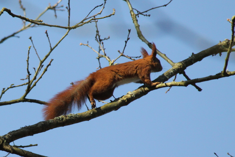 Wiewiórka zwinnie porusza się wśród gałęzi drzew (Fot. J. Kuczyńska)