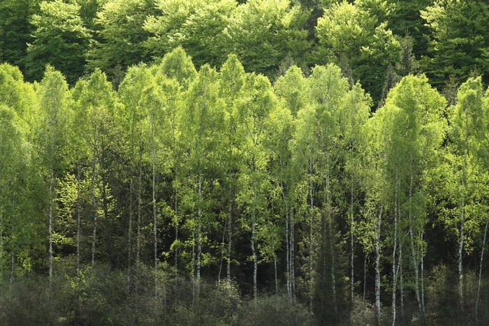 Najwięcej węgla pochłaniają drzewostany młode, intensywnie przyrastające (Fot. J. Kuczyńska)