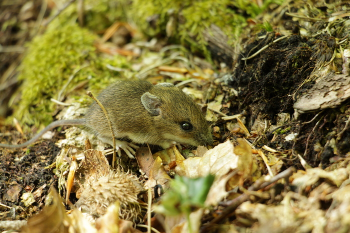 Mysz leśna (Fot. J. Kuczyńska)