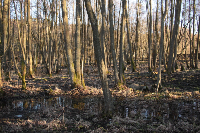 Fot. 5. Drzewostan olszowy w dolinie rzeki Łeby (Fot. J. Kuczyńska)
