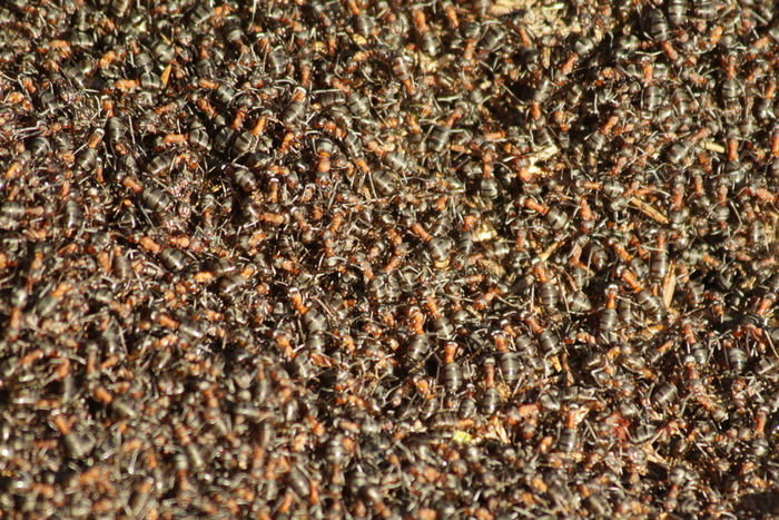 Fot. 01. Mrowiska mrówki rudnicy liczą do 100 tys. osobników (Fot. J. Kuczyńska)