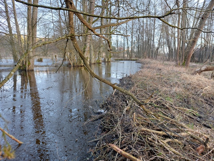 Kolejny odcinek brzegu umocniony przez bobry (Fot. J. Kuczyńska)
