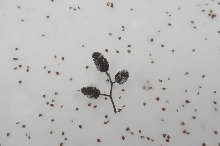 Fot. 2. Nasiona olszy na śniegu (Fot. J. Kuczyńska)