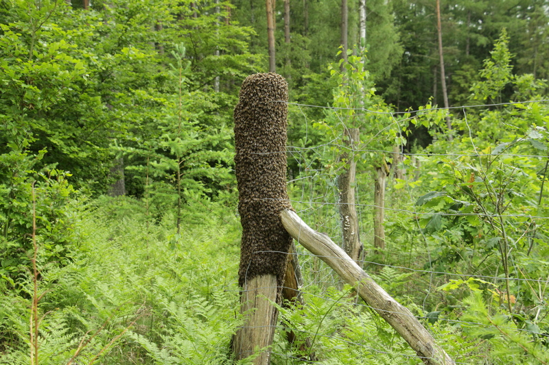 Rój dziko żyjących pszczół na słupku ogrodzeniowym (Fot. J. Kuczyńska)