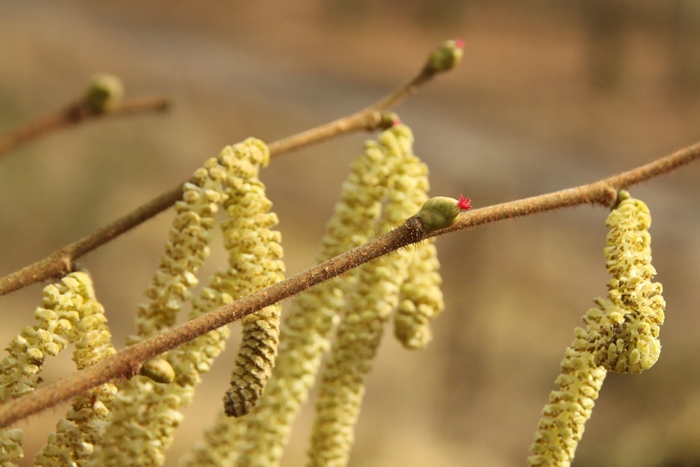 Wczesną wiosną z pąków leszczyny wyrastają karminowe kwiatostany żeńskie (Fot. J. Kuczyńska)