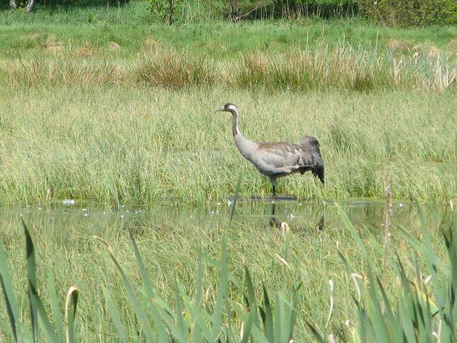 Żuraw jako jeden z pierwszych powraca z zimowisk (Foto. J. Kuczyńska)