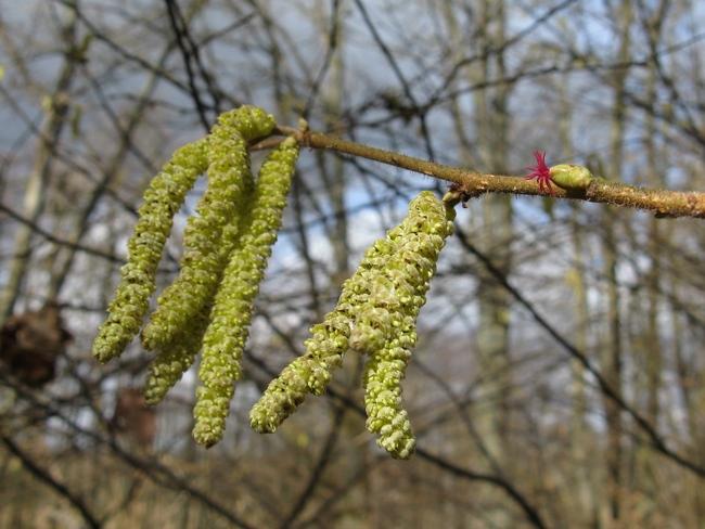 Kwitnąca leszczyna (Foto. J. Kuczyńska)