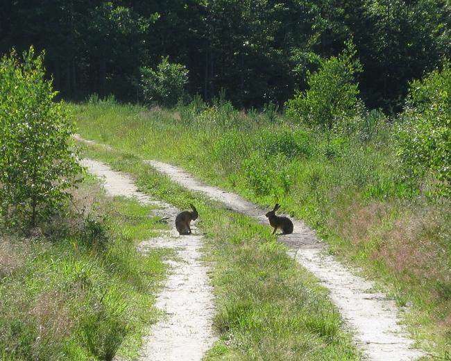 Spotkanie zajęcy (fot. J. Kuczyńska)