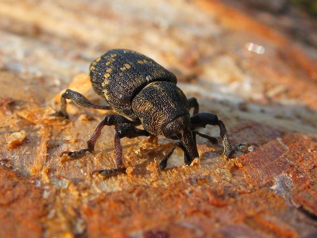 Szeliniak sosnowiec niszczy czasami całe połacie upraw leśnych (fot. J. Kuczyńska)