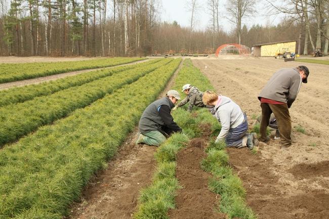 Szkółka leśna to takie leśne przedszkole (fot. J. Kuczyńska)