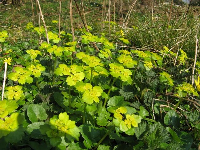 Śledzienica skrętolistna lubi wilgotne siedliska (fot. J. Kuczyńska)