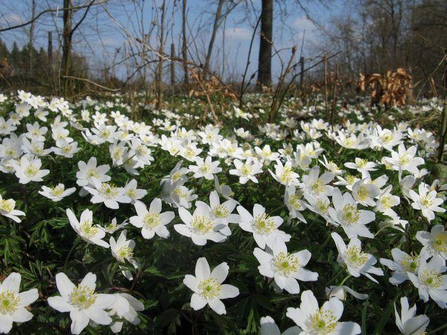 Wczesną wiosną dno lasu pokryte jest dywanami kwitnących zawilców (fot. J. Kuczyńska)