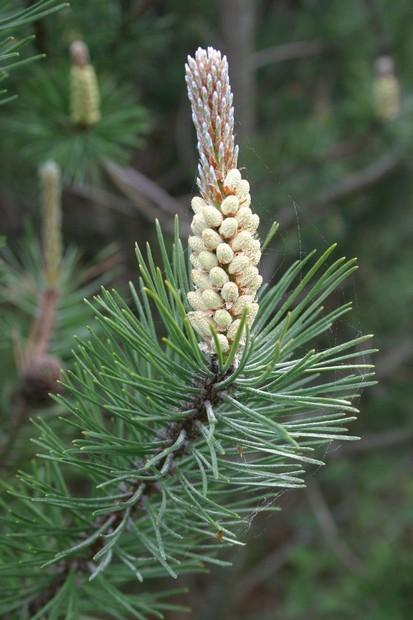Kwiatostan męski sosny (Foto. J. Kuczyńska)