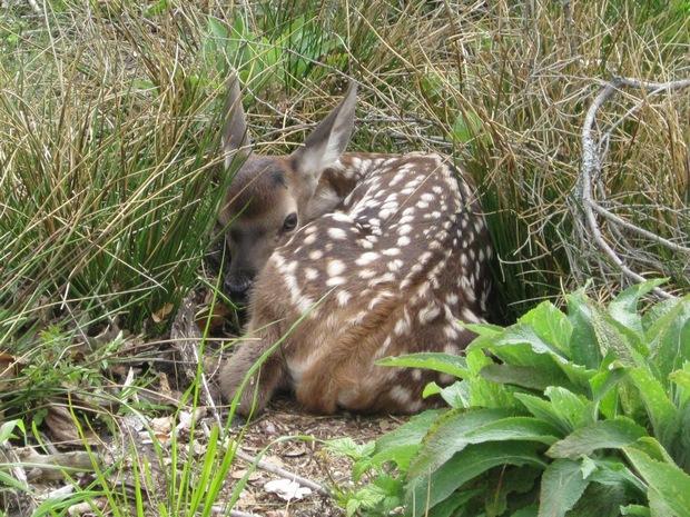 Cielak czyli młody jeleń (Foto. J. Kuczyńska)
