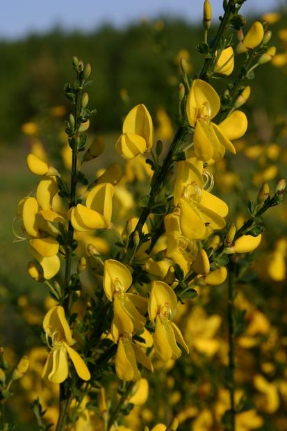 Kwitnące żarnowce (Foto. J. Kuczyńska)