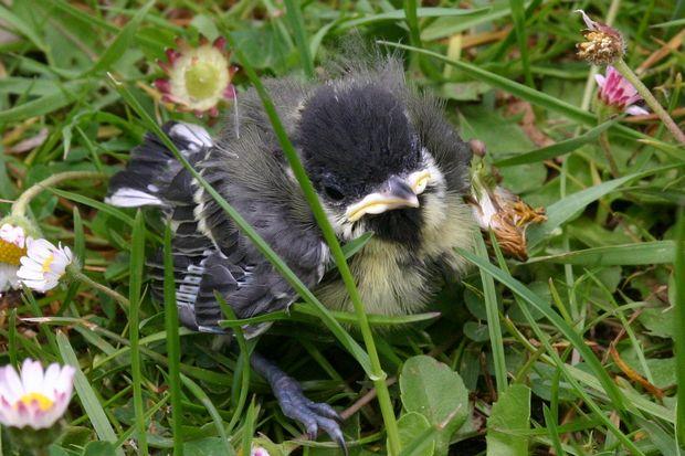 Nielotne jeszcze pisklę sikory bogatki (Foto. J. Kuczyńska)