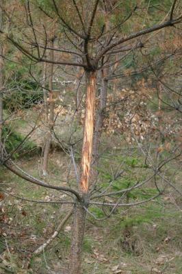 Ospałowana młoda sosna, foto. J. Kuczyńska