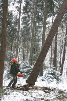 Ścinka drzew, foto. J. Kuczyńska