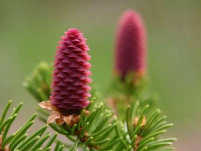 Kwiatostany żeńskie swierka to karminowe szyszeczki (Foto. J. Kuczyńska)