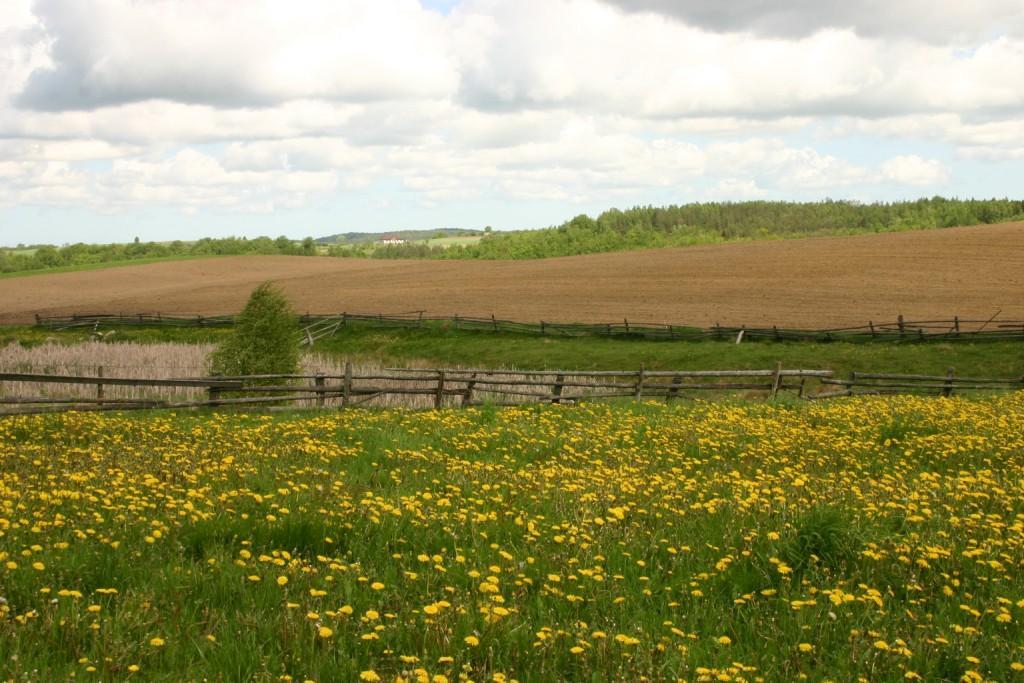 Foto: Pola i łąki w okolicach Przetoczyna