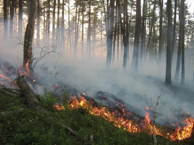 Wczesna wiosna to okres największego zagrożenia pożarami (Foto. J. Kuczyńska)