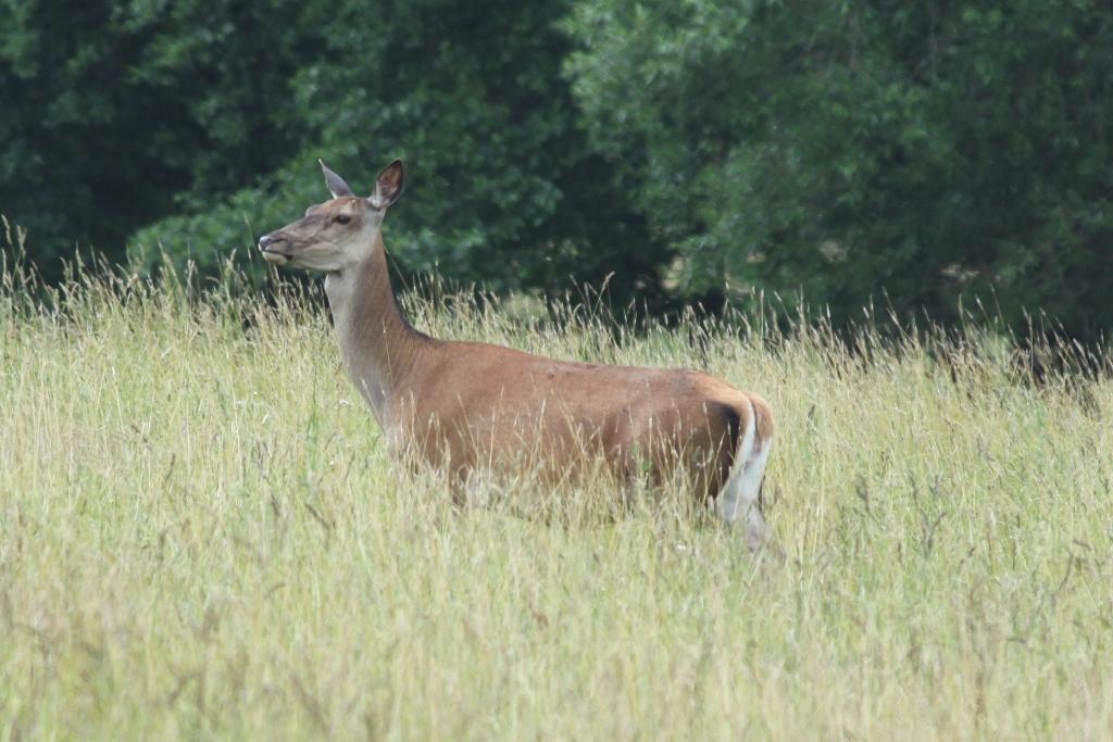 Łania - samica jelenia (foto: J. Kuczyńska)