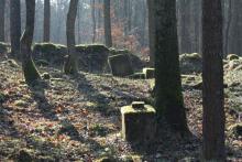 Leśne groby i cmentarze
