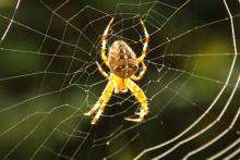 Czy można polubić pająki?