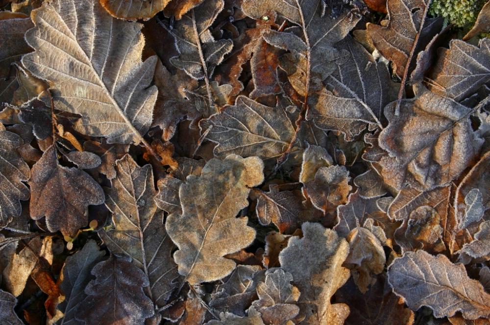 Opadłe liście dębu (foto. J. Kuczyńska)