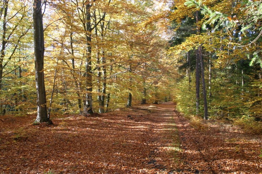 Złota Polska Jesień (Foto. J. Kuczyńska)