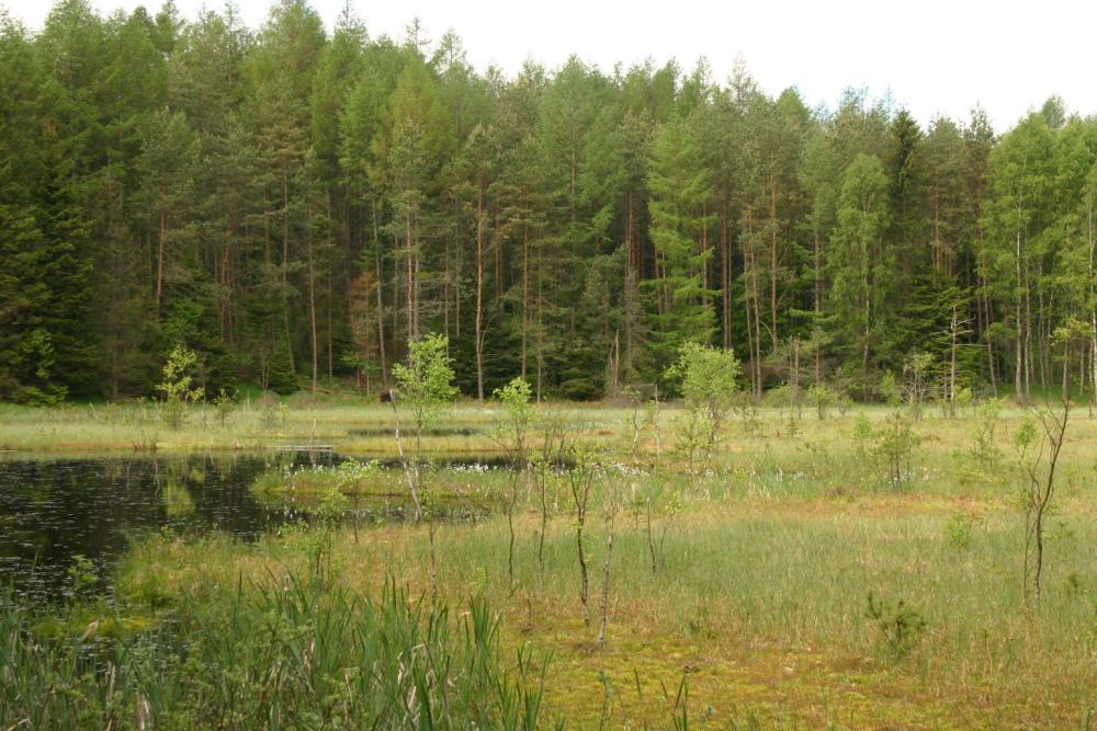 Zolnica (Foto. J. Kuczyńska)