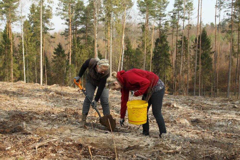 Sadzimy nowy las (fot. J. Kuczyńska)
