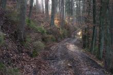 Regulamin korzystania z dróg leśnych oraz Regulamin korzystania z dróg udostępnionych
