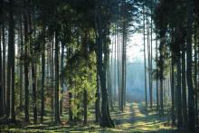 Las w dobie zmian klimatu