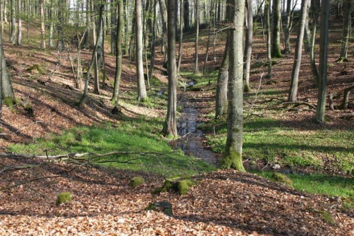 Największą&#x20;wartością&#x20;rezerwatu&#x20;są&#x20;liczne&#x20;wąwozy&#x20;i&#x20;źródliska&#x20;&#x28;Fot&#x2e;&#x20;J&#x2e;&#x20;Kuczyńska&#x29;