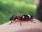 Przekrasek mróweczka - sprzymierzeniec leśników