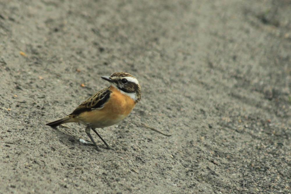 Pokląskwa (Fot. J Kuczyńska)